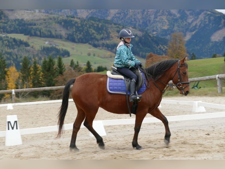 Hucul Mare 6 years 14,2 hh Dun in Ramsau