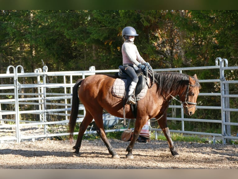 Hucul Mare 6 years 14,2 hh Dun in Ramsau