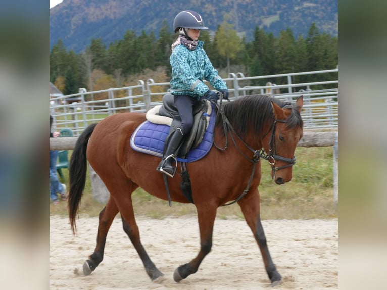 Hucul Mare 6 years 14,2 hh Dun in Ramsau