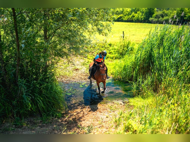 Hucul Mare 6 years 14,2 hh Dun in Ramsau