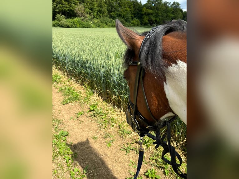 Hucul Mare 7 years 13,1 hh Pinto in Ellingen