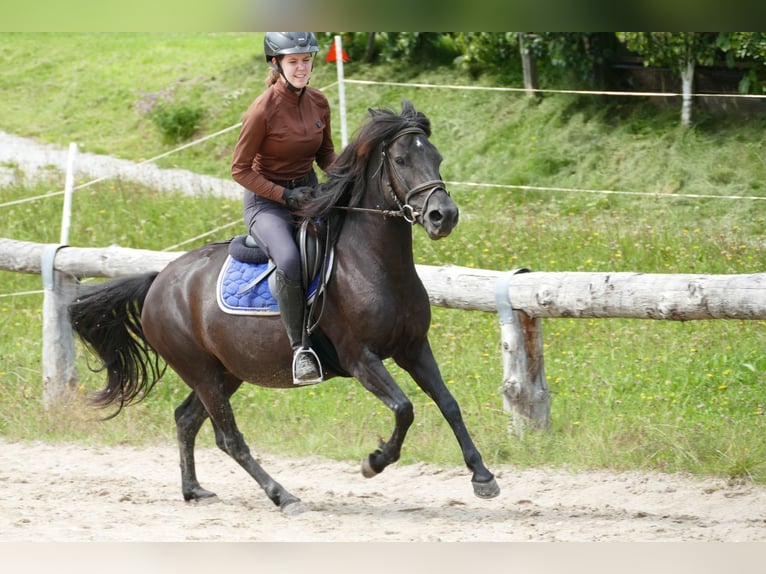 Hucul Mare 7 years 13,2 hh Black in Ramsau