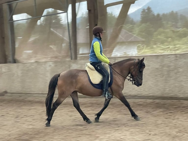 Hucul Mare 7 years 13,2 hh Grullo in Trag