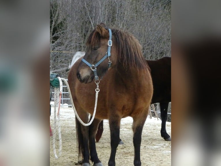 Hucul Mare 7 years 13,2 hh Grullo in Trag