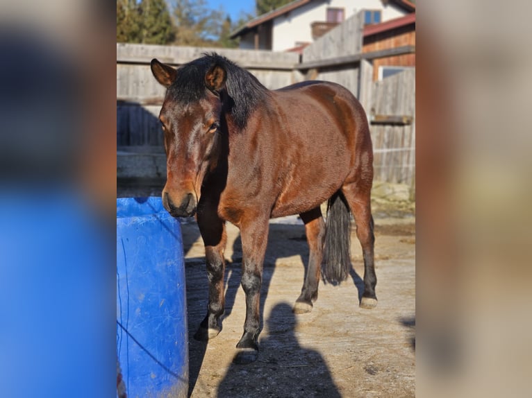 Hucul Mare 7 years 14,1 hh Bay-Dark in Mengkofen