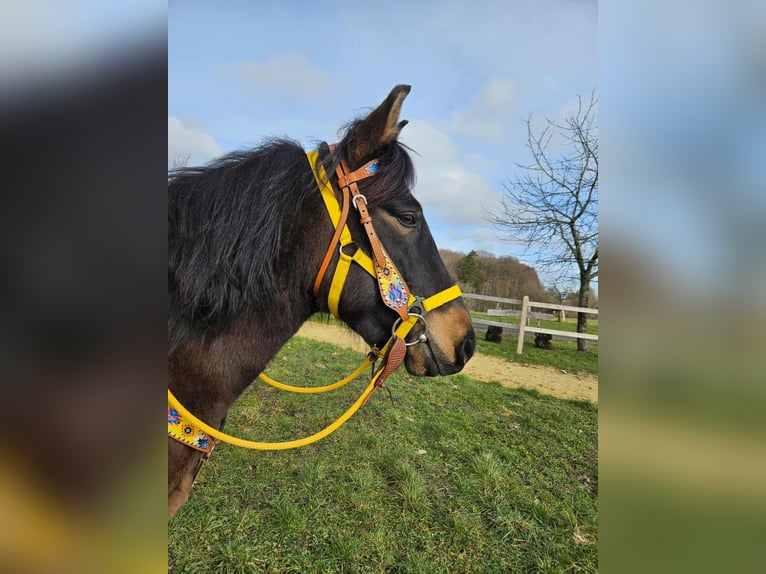 Hucul Mare 7 years 14.1 hh  in Linkenbach