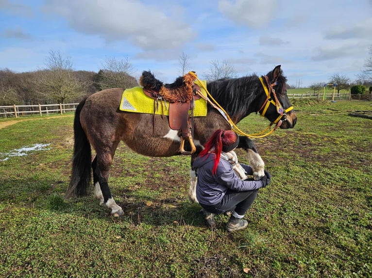 Hucul Mare 7 years 14.1 hh  in Linkenbach
