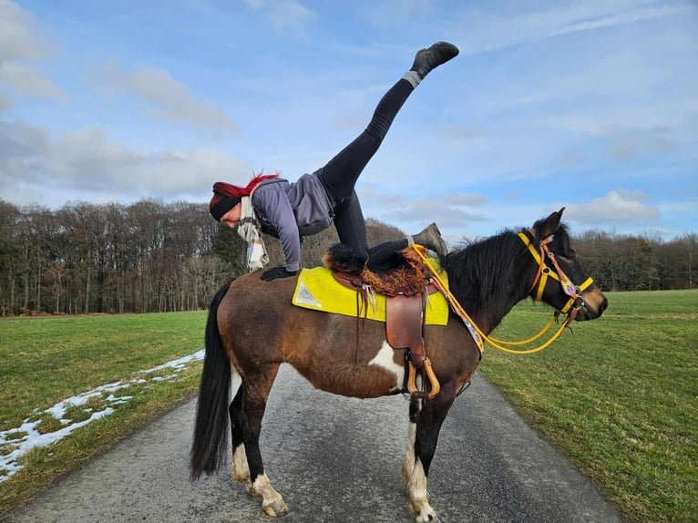 Hucul Mare 7 years 14.1 hh  in Linkenbach