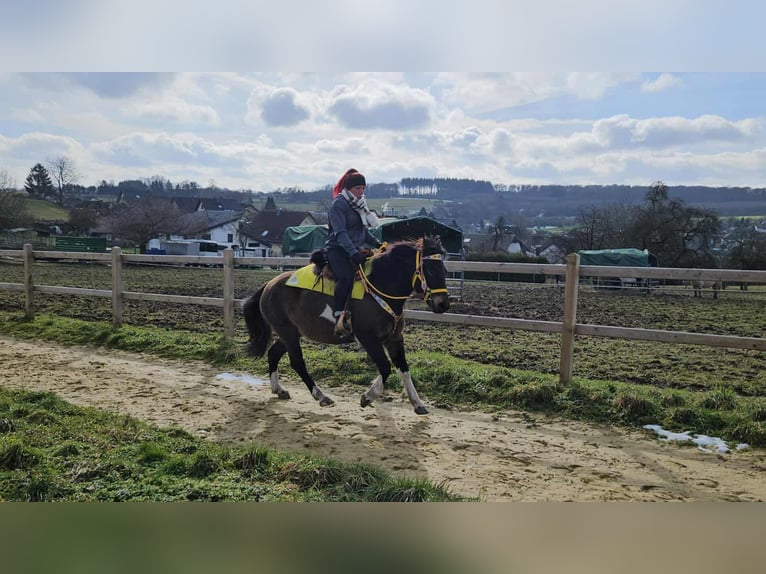 Hucul Mare 7 years 14.1 hh  in Linkenbach