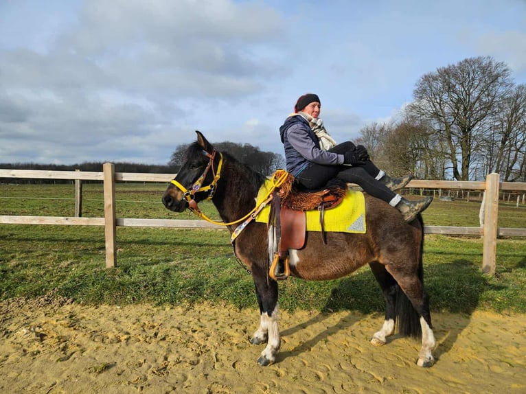 Hucul Mare 7 years 14.1 hh  in Linkenbach