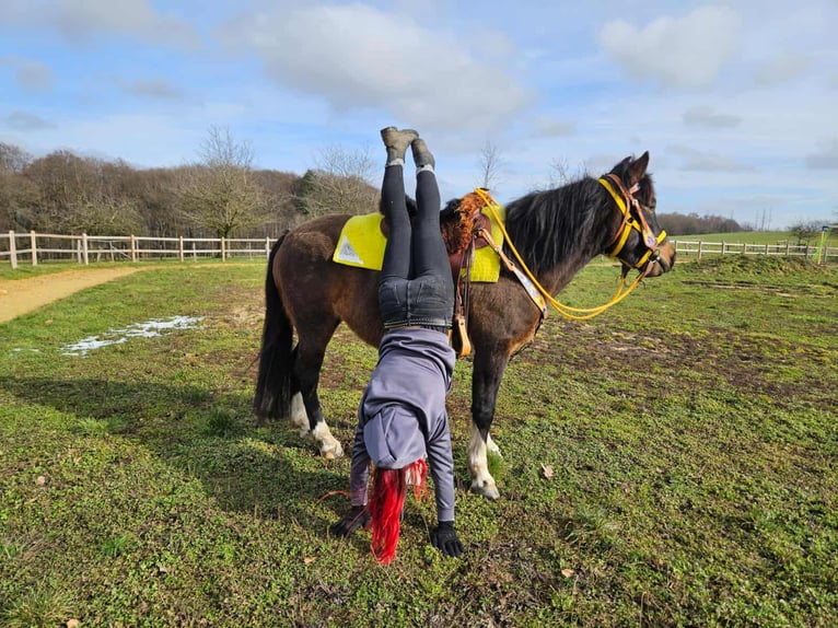 Hucul Mare 7 years 14.1 hh  in Linkenbach