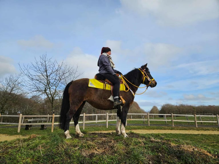 Hucul Mare 7 years 14.1 hh  in Linkenbach