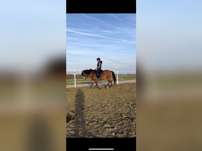 Hucul Mare 7 years 14,2 hh Brown in Ried im Innkreis