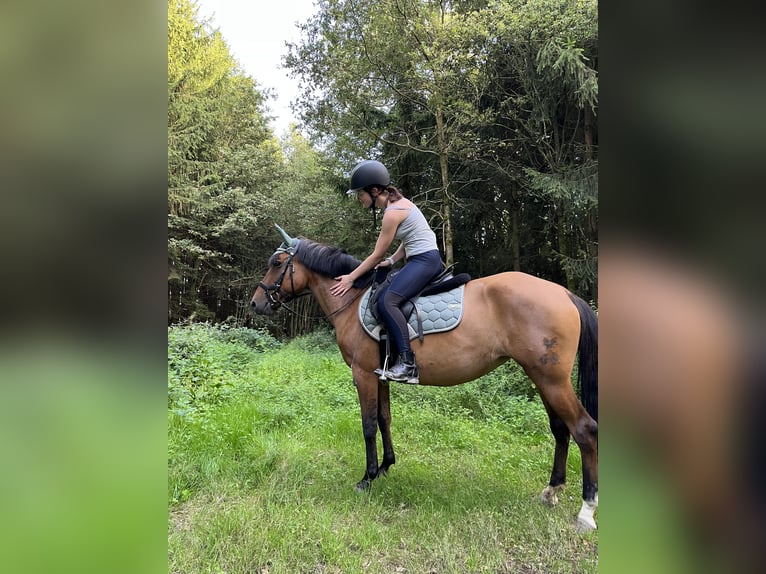 Hucul Mare 7 years 14,2 hh Brown in Ried im Innkreis