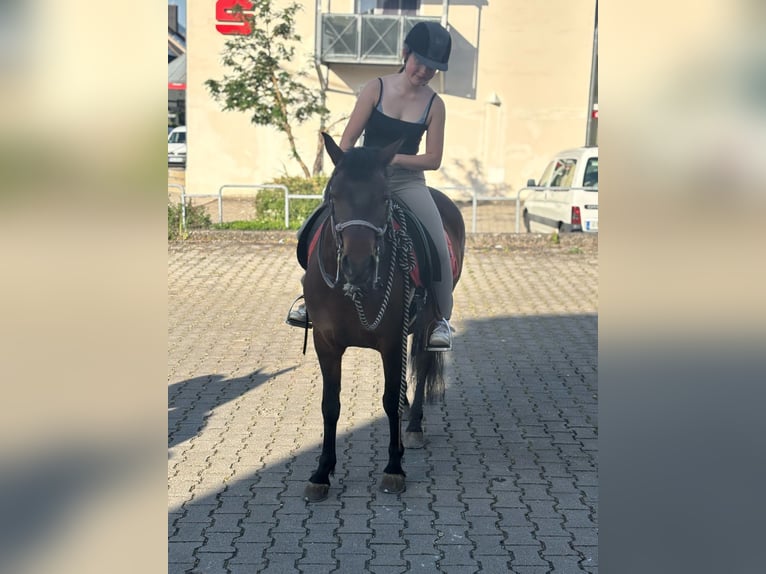 Hucul Mare 7 years 14,1 hh Bay-Dark in Mengkofen