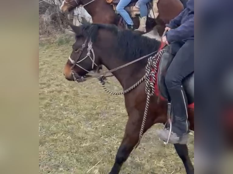 Hucul Mare 7 years 14,1 hh Bay-Dark in Mengkofen