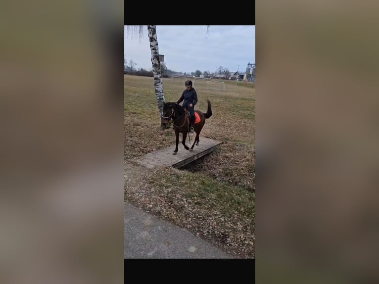 Hucul Mare 7 years 14,1 hh Bay-Dark in Mengkofen