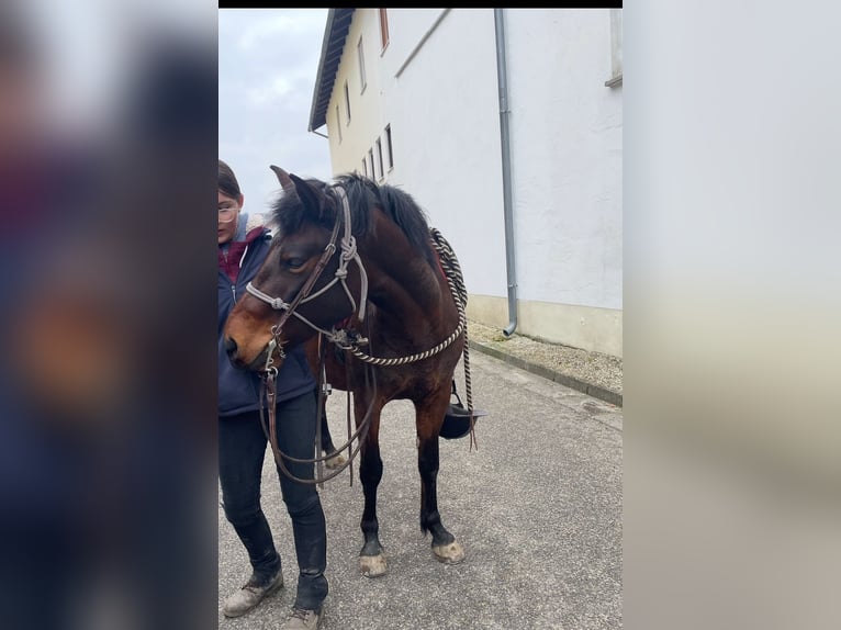 Hucul Mare 7 years 14,1 hh Bay-Dark in Mengkofen