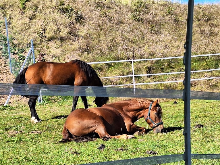 Hucul Mare 7 years 14,1 hh Brown in Jennersdorf