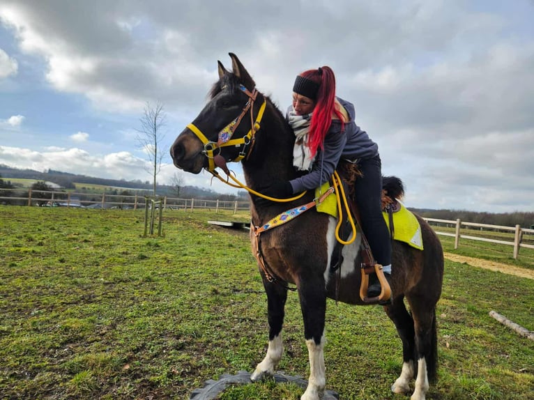 Hucul Mare 7 years 14,1 hh  in Linkenbach