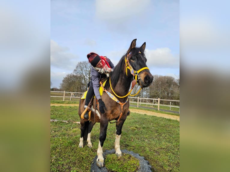 Hucul Mare 7 years 14,1 hh  in Linkenbach