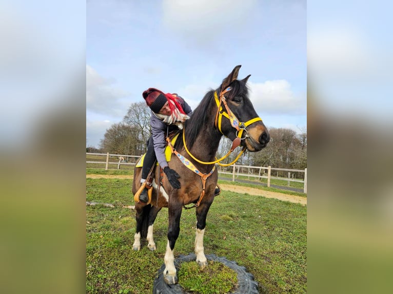 Hucul Mare 7 years 14,1 hh  in Linkenbach