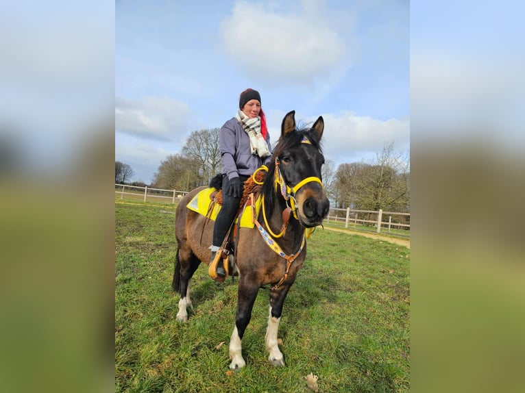 Hucul Mare 7 years 14,1 hh  in Linkenbach