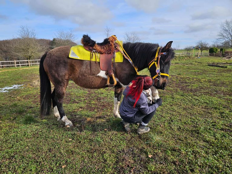 Hucul Mare 7 years 14,1 hh  in Linkenbach