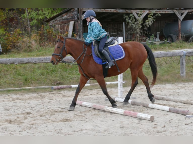 Hucul Mare 7 years 14,2 hh Dun in Ramsau