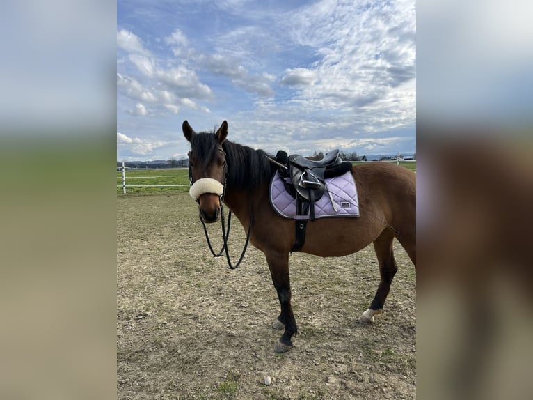 Hucul Mare 8 years 13,2 hh Bay in Kager