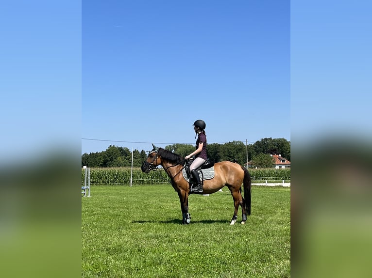 Hucul Mare 8 years 13,2 hh Bay in Kager