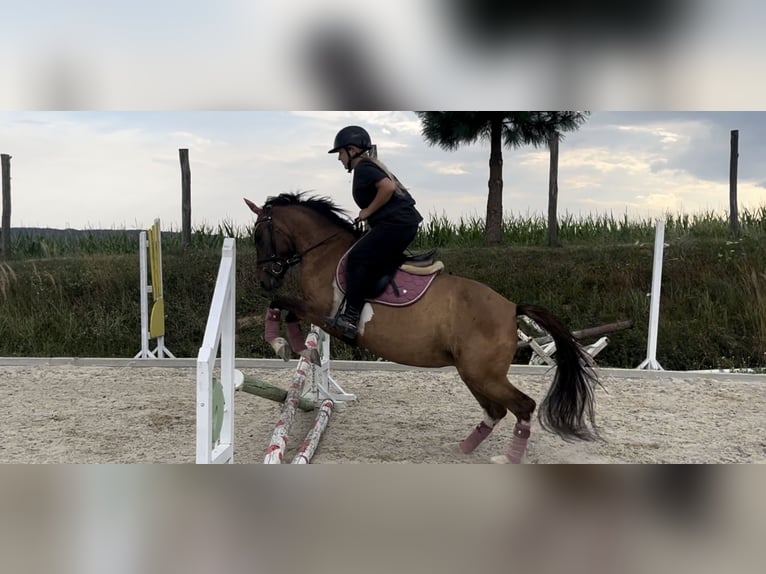 Hucul Mare 8 years 13,3 hh Pinto in Pinkafeld