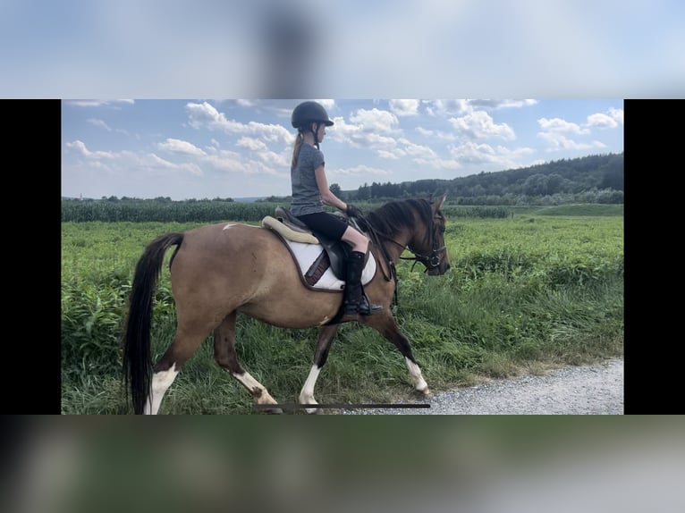 Hucul Mare 8 years 13,3 hh Pinto in Pinkafeld