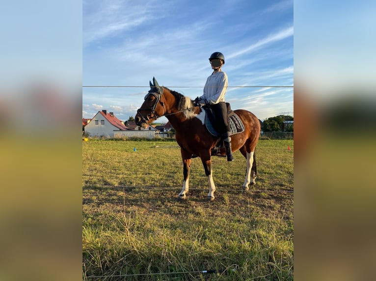 Hucul Mare 8 years 13,3 hh Pinto in Heldrungen