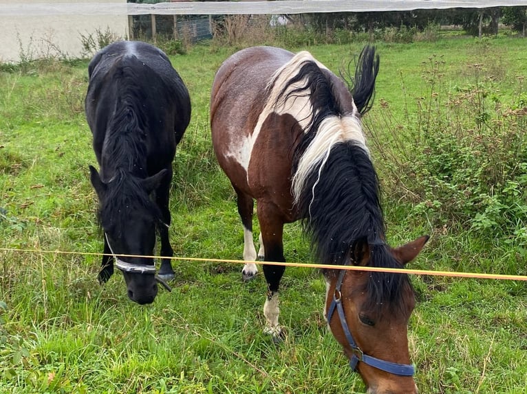 Hucul Mare 8 years 13,3 hh Pinto in Heldrungen