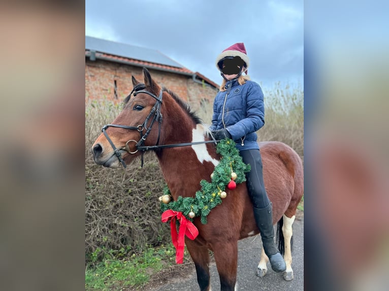 Hucul Mare 8 years 13,3 hh Pinto in Heldrungen