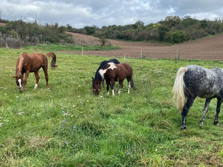 Hucul Mare 8 years 13,3 hh Pinto in Heldrungen