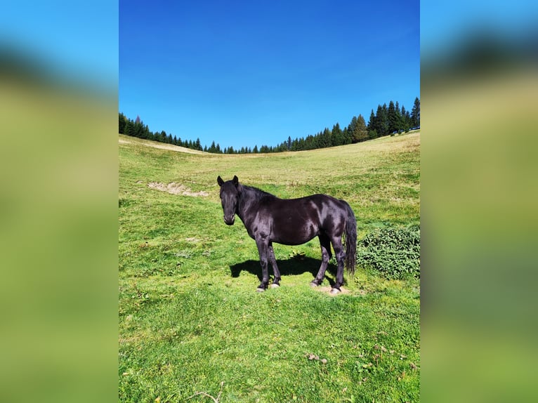 Hucul Mare 8 years 14,1 hh Smoky-Black in Gasen