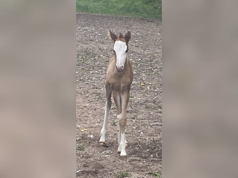 Hucul Mare 8 years 14.2 hh Brown in Schillingsfürst