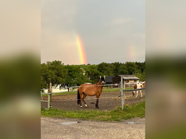 Hucul Mare 8 years 14,2 hh Brown in Ried im Innkreis