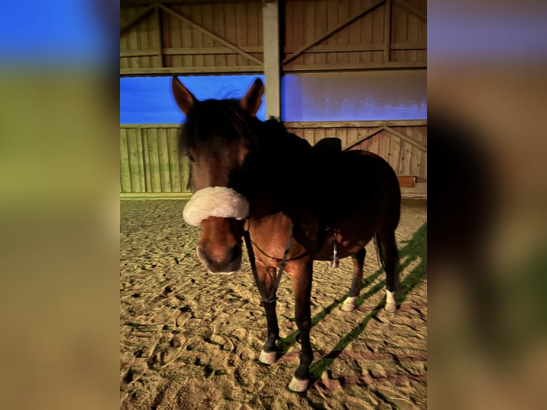 Hucul Mare 8 years 14,2 hh Brown in Ried im Innkreis