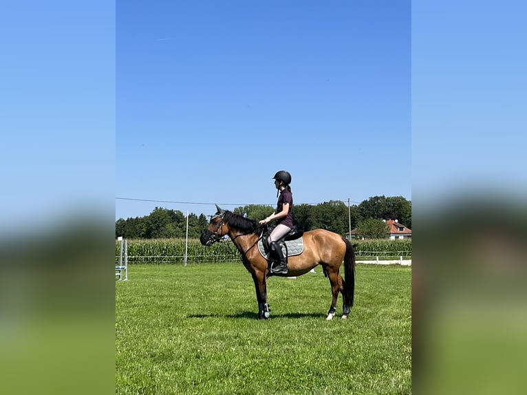 Hucul Mare 8 years 14,2 hh Brown in Ried im Innkreis