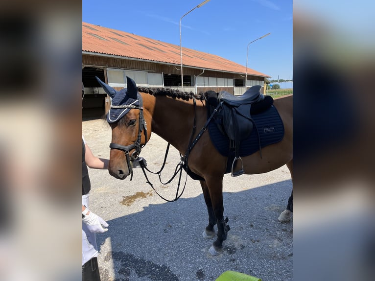 Hucul Mare 8 years 14,2 hh Brown in Ried im Innkreis