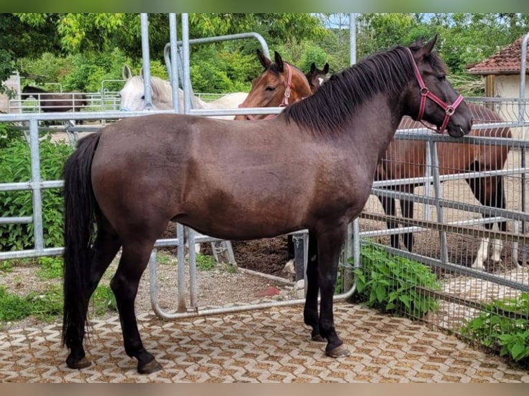 Hucul Mare 8 years 14,1 hh Bay-Dark in Warthausen