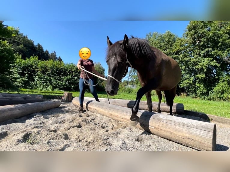 Hucul Mare 8 years 14,1 hh Bay-Dark in Warthausen