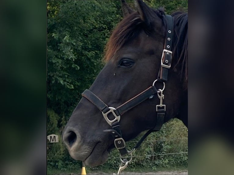Hucul Mare 8 years 14,1 hh Bay-Dark in Warthausen
