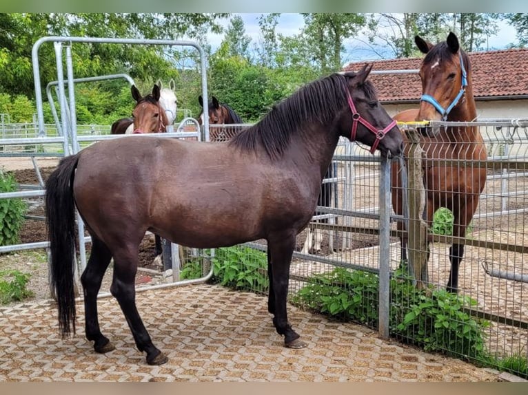 Hucul Mare 8 years 14,1 hh Bay-Dark in Warthausen