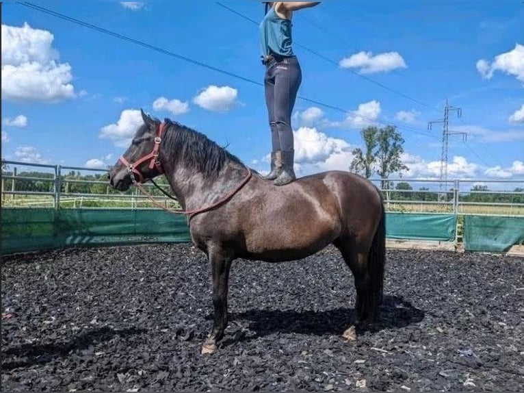 Hucul Mare 8 years 14,1 hh Bay-Dark in Warthausen