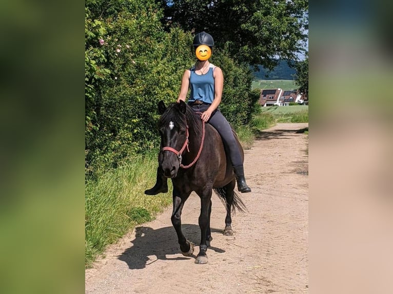 Hucul Mare 8 years 14,1 hh Bay-Dark in Warthausen