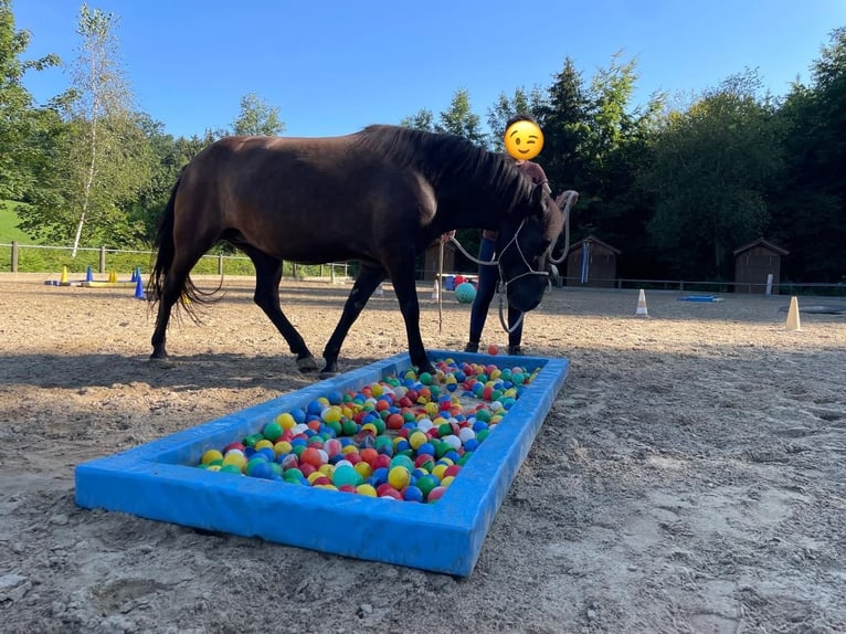 Hucul Mare 8 years 14,1 hh Bay-Dark in Warthausen